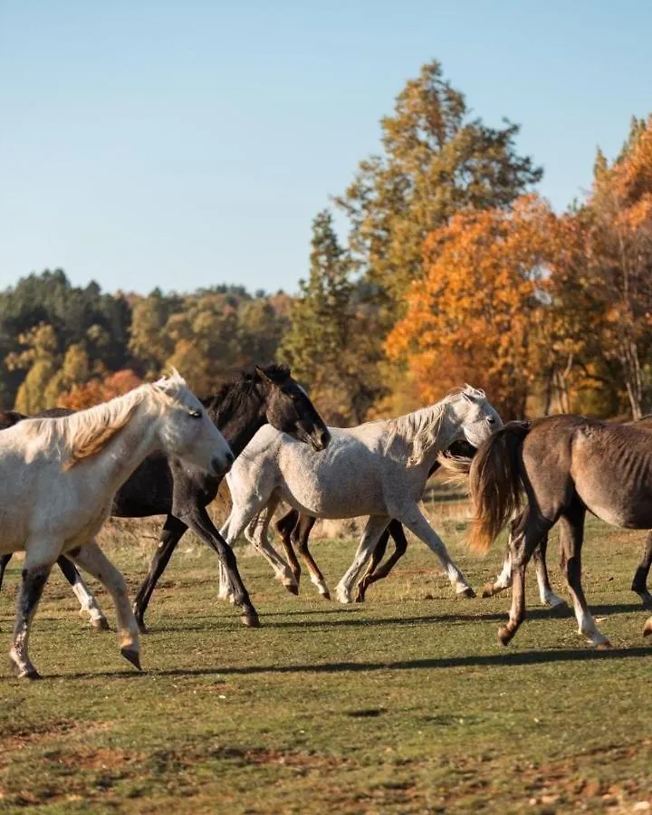 King Park Resort فندق تيرانا